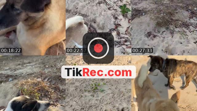 TikTok live: Salam kejengat-kejengit🐕🙏 by @streetdogsch