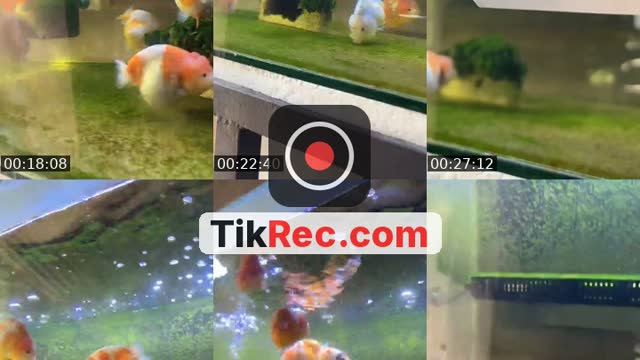 @cesss1202 TikTok live from 2026-08-29