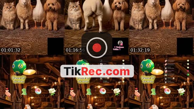 TikTok live: Nossos pets estão esperando 🚜💨 by @wezlen.goncalves