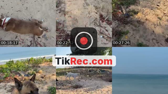 @streetdogsch TikTok live from 2026-08-29