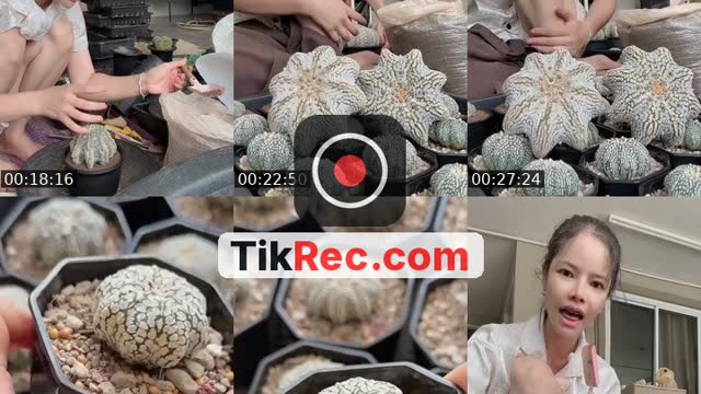 @v470870 TikTok live