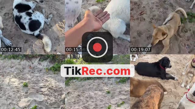 @streetdogsch TikTok live