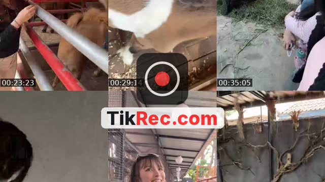TikTok live: Binturang ostrich here we come by @official.papion