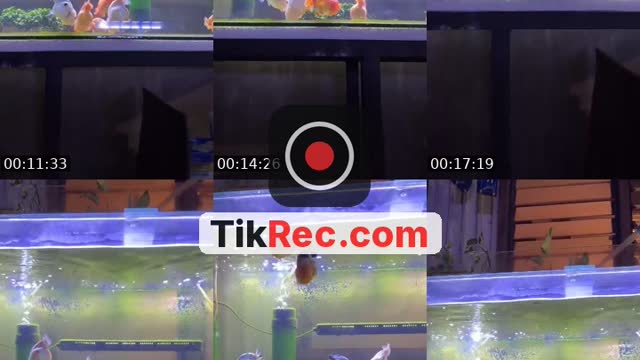 @cesss1202 TikTok live