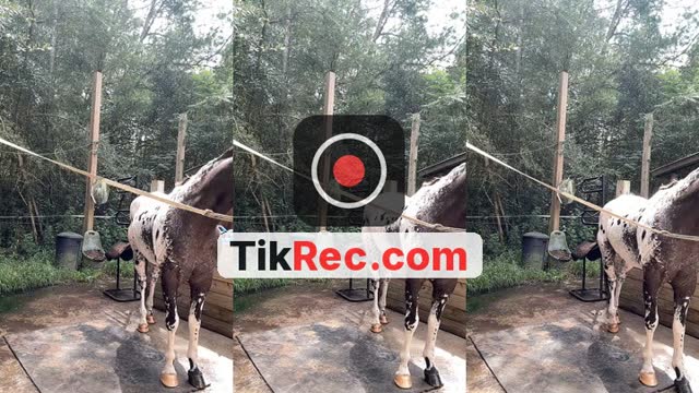 TikTok live: 🔆🌀horsin around🌀🔆 by @sunshin3high