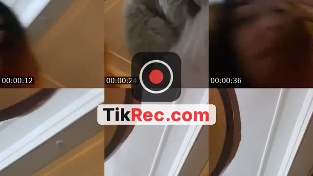TikTok live: ‏محتاجه فلوس ￼ by @farida_mohsenn