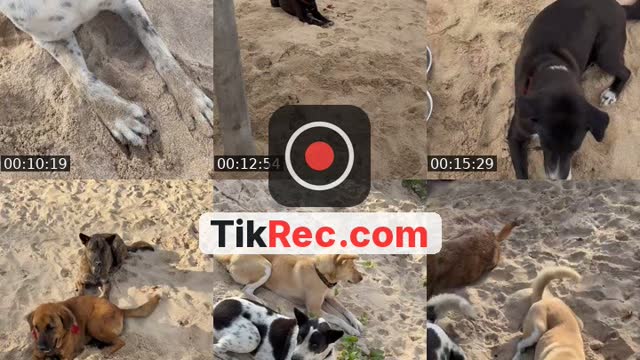 TikTok live: Salam kejengat-kejengit🐕🙏 by @streetdogsch