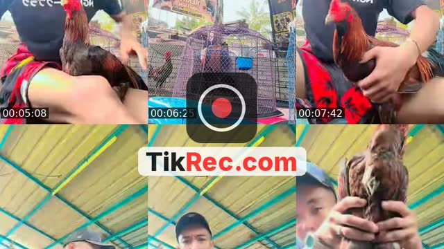 @kakibisoperutberani TikTok live