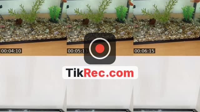 @liliia9111 TikTok live