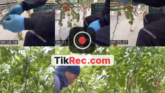 @cappuchiin0 TikTok live