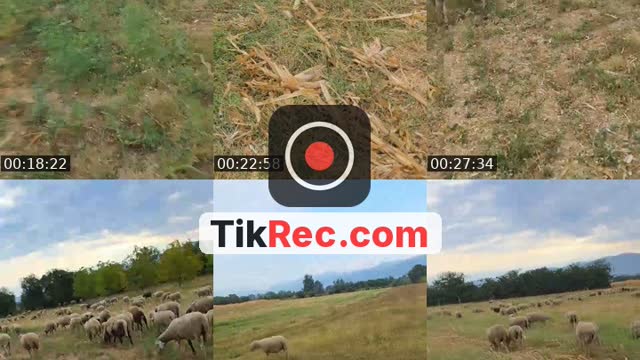 @elmedinhebibi02 TikTok live from 2026-09-16