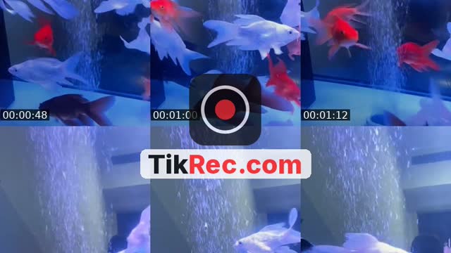 @lnlrycjhhm84 TikTok live