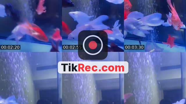 @lnlrycjhhm84 TikTok live