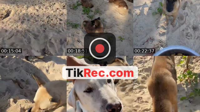 @streetdogsch TikTok live from 2026-09-18