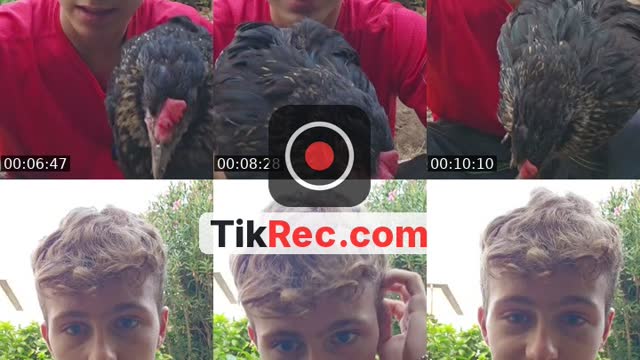 giretto dalle galline - @thechickencoop01