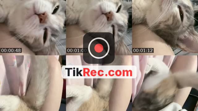 @444danone TikTok live from 2026-09-20