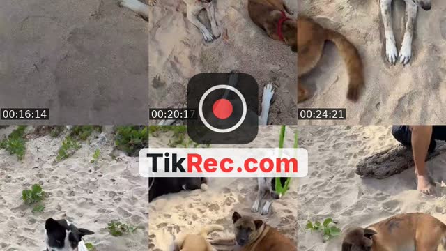 TikTok live: Salam kejengat-kejengit🐕🙏 by @streetdogsch