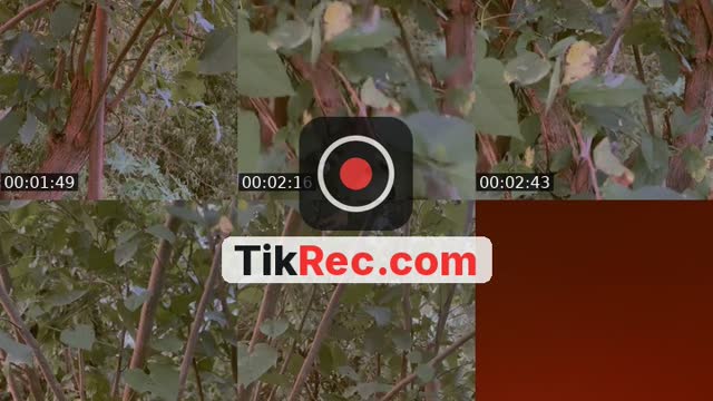 @katherine.colindres TikTok live