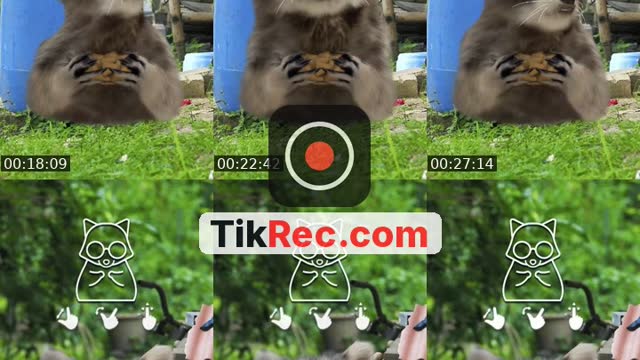 @dailyssong TikTok live