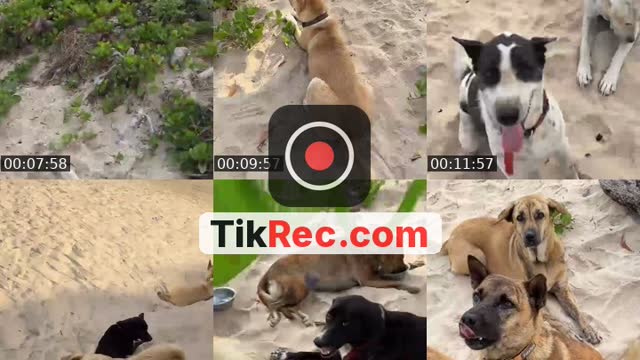 Salam kejengat-kejengit🐕🙏 - @streetdogsch