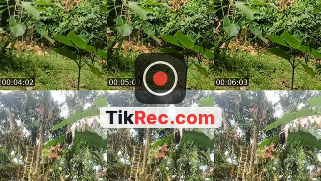 TikTok live: Holis by @thanosvgs