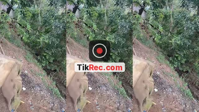 @chaparra.5011 TikTok live