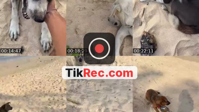 @streetdogsch TikTok live from 2026-10-08