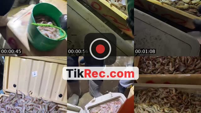 @arabiasil313 TikTok live