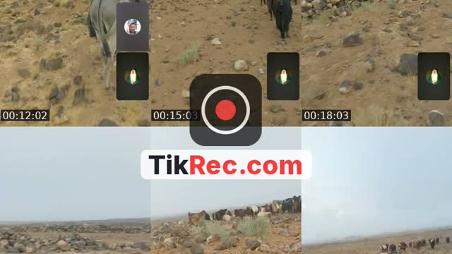 @taysir_almasaeid TikTok live
