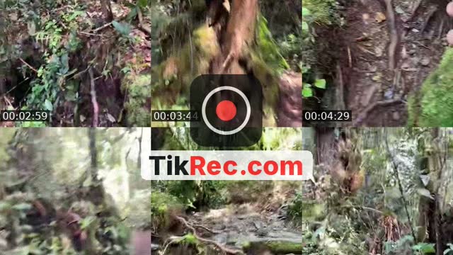 TikTok live: Otway Puncak Brinchang Barat by @ikhwanism