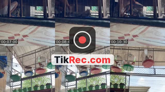 @tringuyen12344321 TikTok live from 2026-10-11