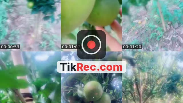 @thanhtambiospa TikTok live from 2026-10-12