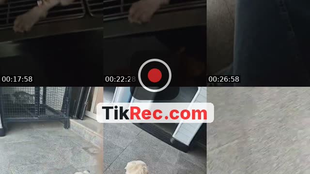Saudi Arabia TikTok live: بەگوڵێک پشگیریم کەن سوپاستان ئەک by @elia_kurdistan