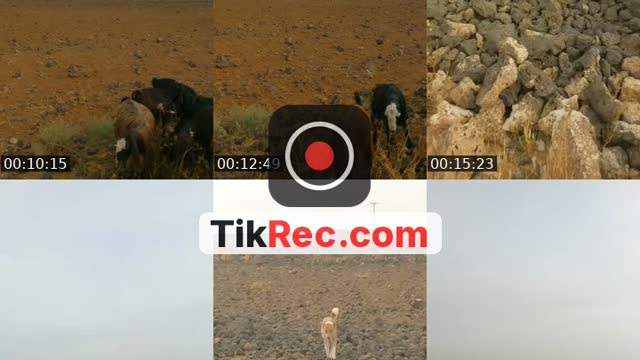 @taysir_almasaeid TikTok live
