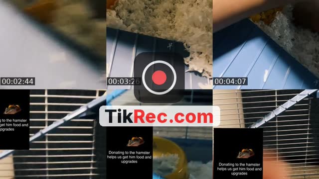 TikTok live: Danny the hamster Is live by @kaedejesus