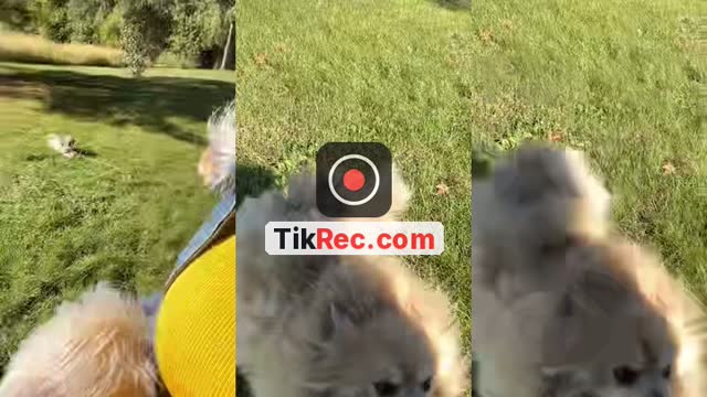 @dominiquedavis793 TikTok live