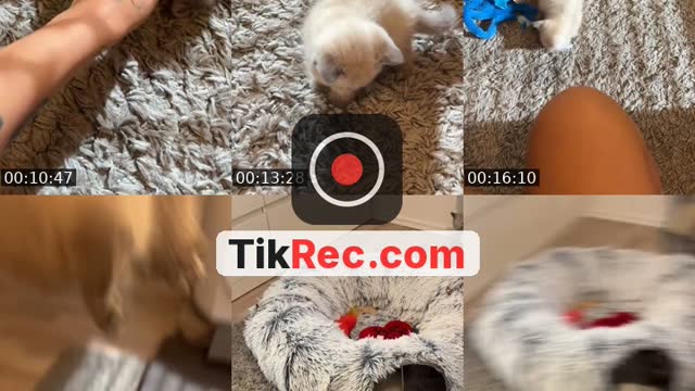 Bkh kitten - @daenadtt