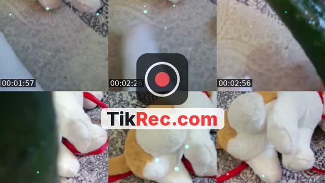 @elmalika.khanou TikTok live