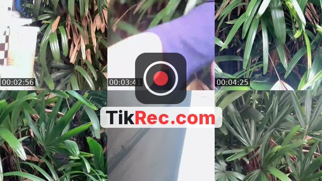 @zraftma TikTok live